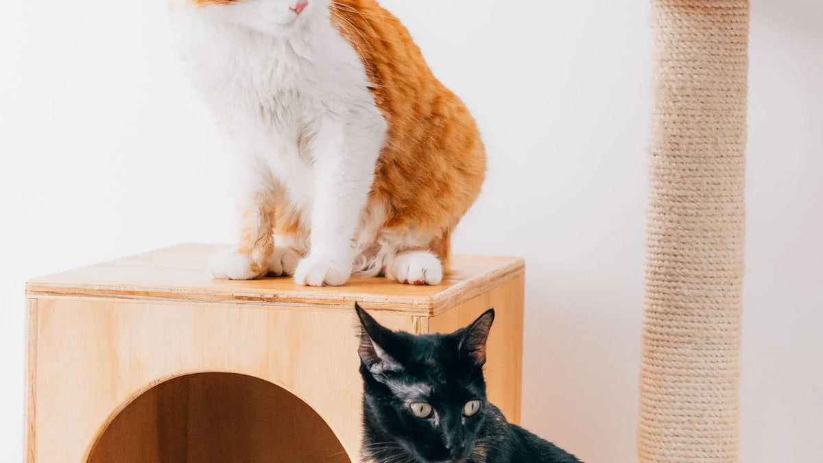 Arbre à chat en bois clair avec niche cube, un chat roux dessus et un chat noir devant l'ouverture