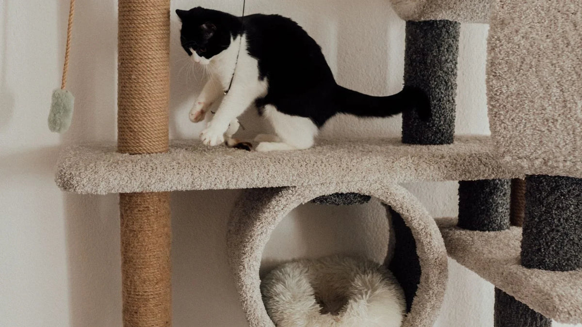 Arbre à chat beige à plusieurs niveaux avec tunnel, panier et poteaux, un chat noir et blanc sur un plateau