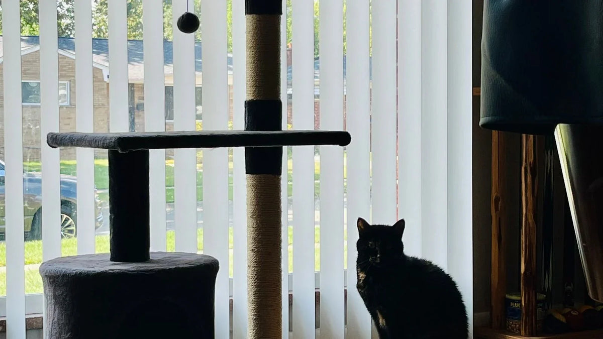 Arbre à chat noir à lignes droites devant une fenêtre, un chat noir assis à côté