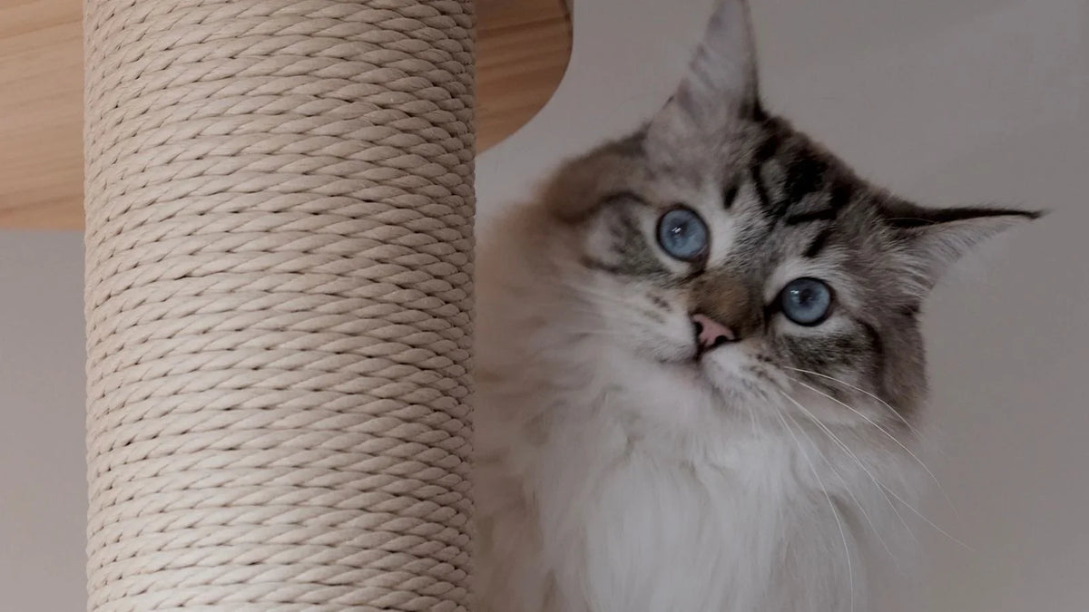Poteau d'arbre à chat gainé de sisal en gros plan, un chat aux yeux bleus assis juste à côté