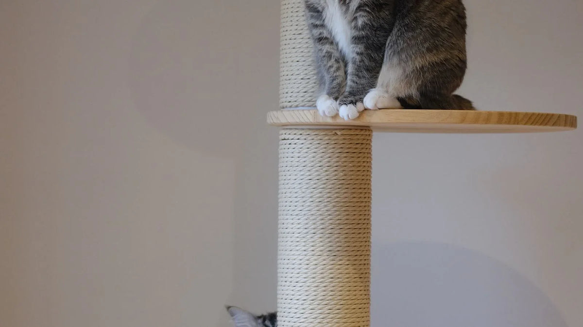 Chat perché sur un plateau en bois fixé au sommet d'une colonne épaisse gainée de sisal