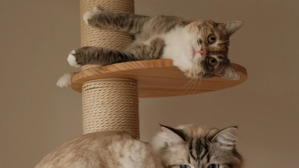 Deux chats installés sur deux plateaux ronds en bois superposés d'un arbre à chat