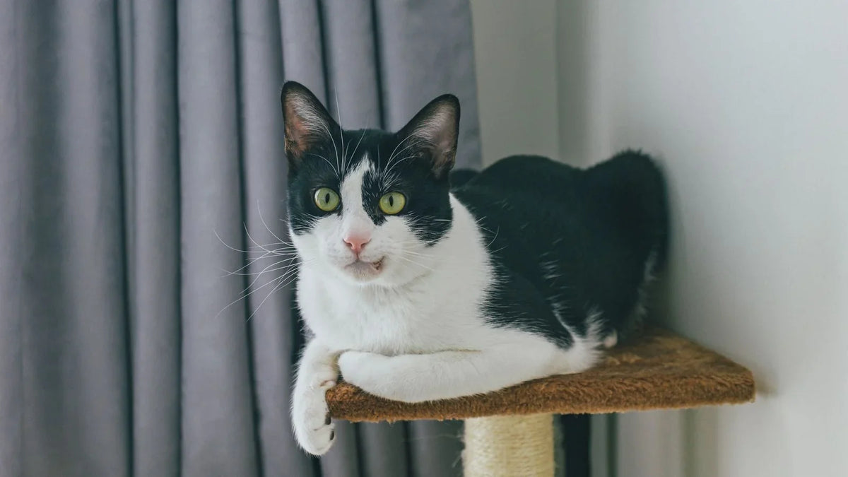 Chat noir et blanc couché sur le plateau d'un petit arbre à chat, devant un rideau gris