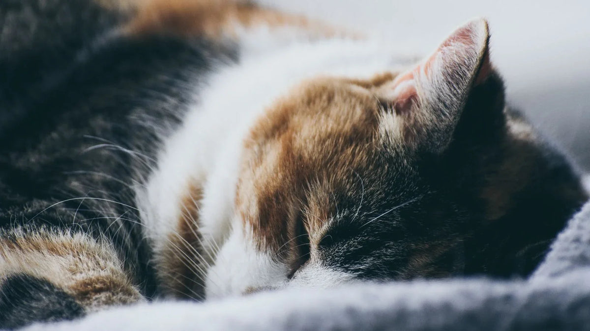Chat tricolore endormi en boule sur une couverture claire