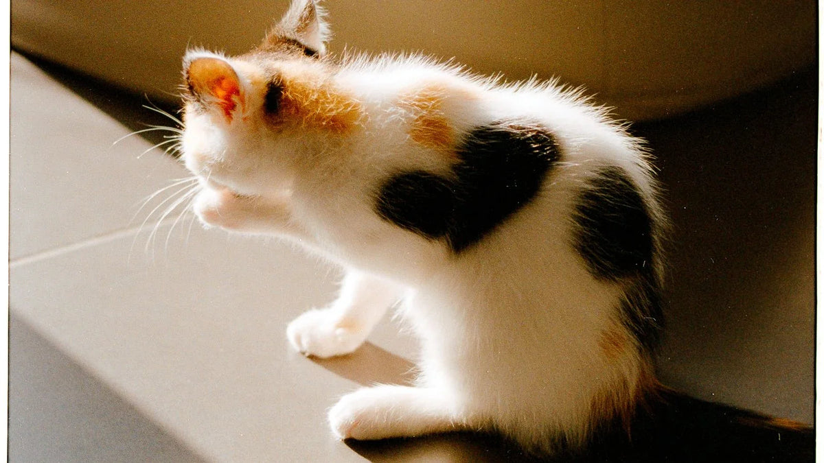 Chaton tricolore accroché au rebord d'un meuble beige, pattes avant en appui