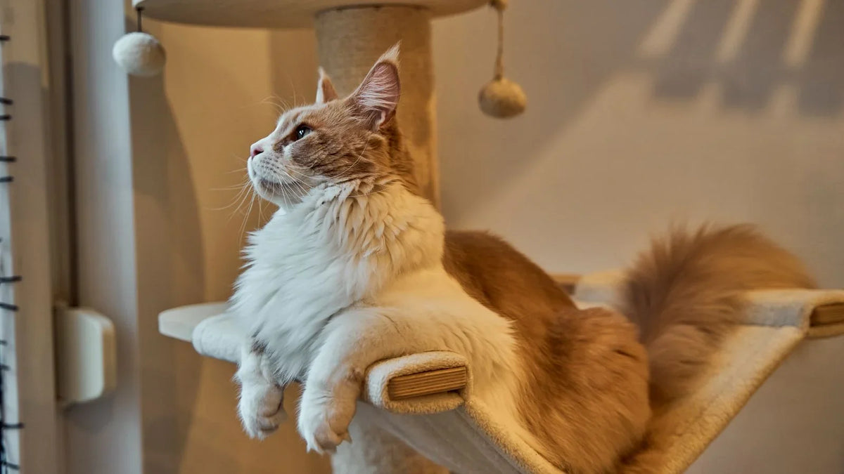 Chat roux et blanc couché sur le hamac d'un arbre à chat, poteau gainé de sisal à côté