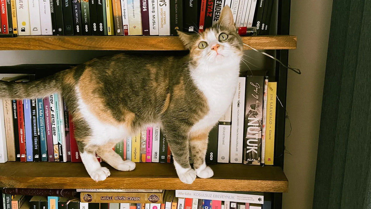 Chat tricolore debout sur une étagère de bibliothèque, entre deux rangées de livres