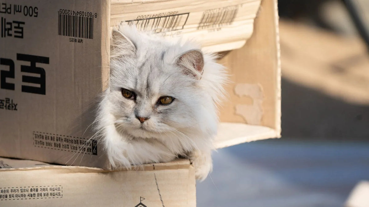 Chat blanc à poil long assis dans un carton d'emballage ouvert