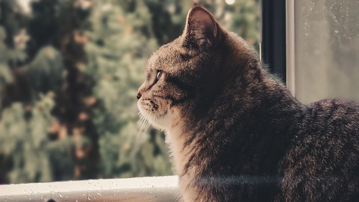 Chat gris de profil devant une fenêtre, regardant vers l'extérieur