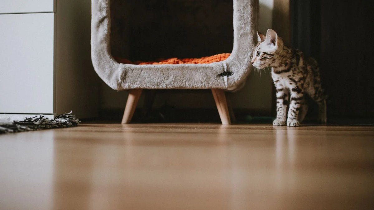 Chat tigré marchant sur un parquet devant une niche pour chat montée sur pieds