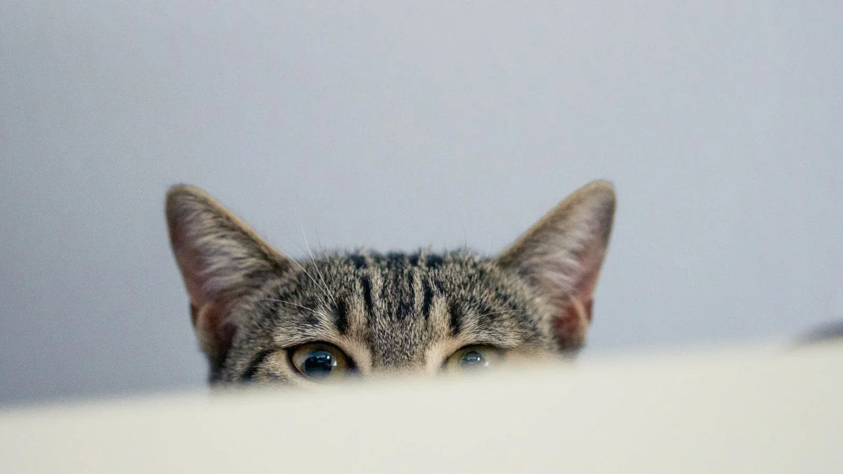 Chat tigré qui observe par dessus un plan, seuls les yeux et les oreilles dépassent