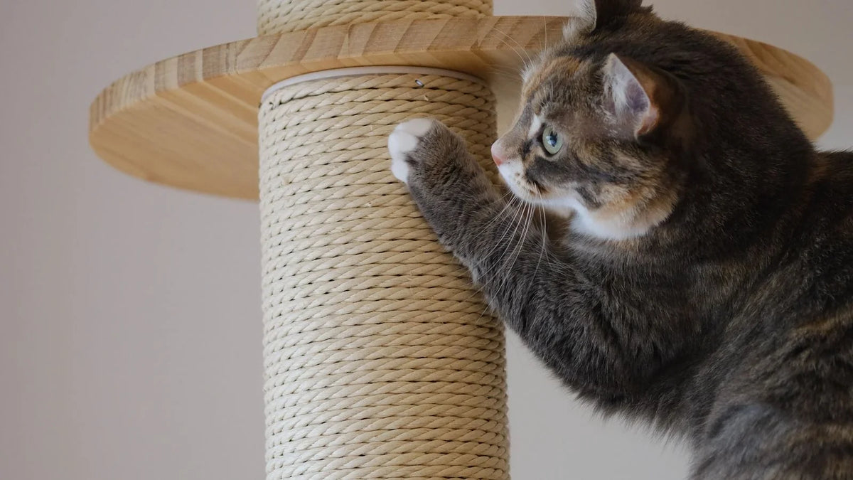 Chat gris griffant un poteau gainé de corde, sous le plateau rond d'un arbre à chat
