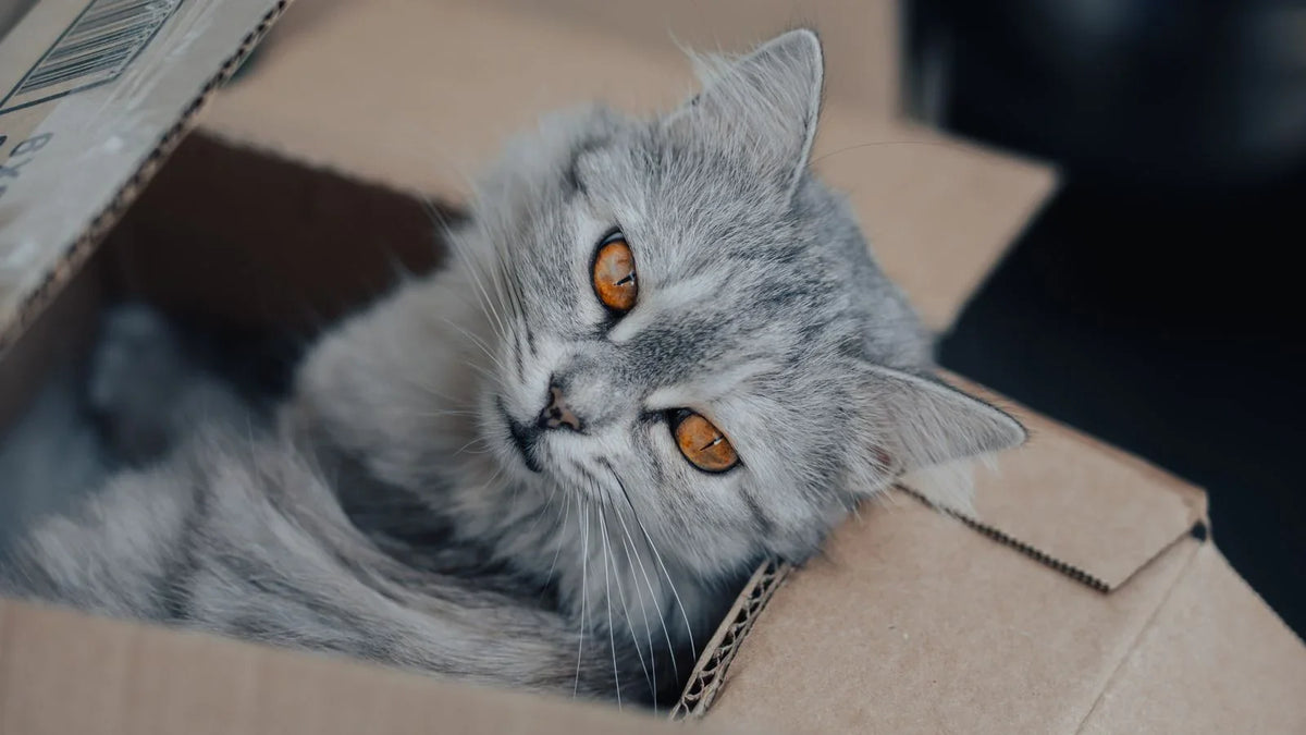 Chat gris à poil long couché dans un carton d'emballage ouvert
