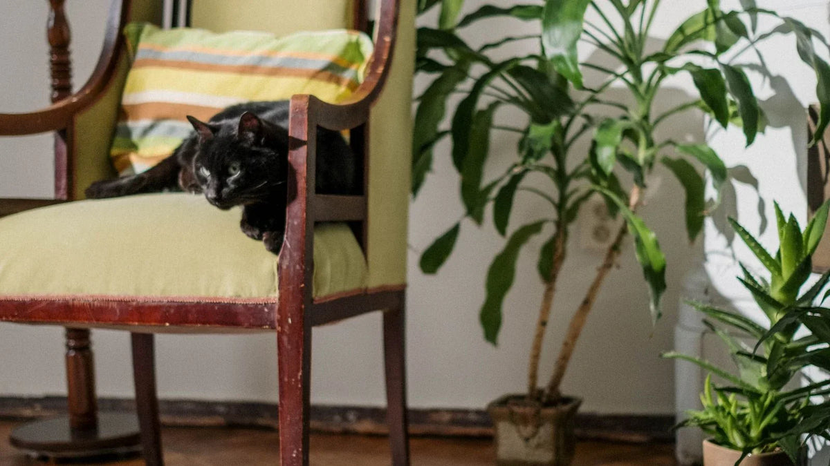 Chat noir couché sur un fauteuil, à côté de plantes vertes en pot