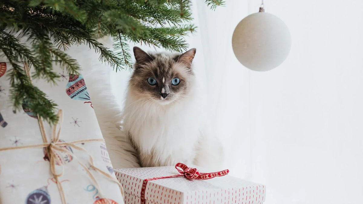 Chat aux yeux bleus assis au pied d'un sapin, à côté de deux paquets cadeaux enrubannés