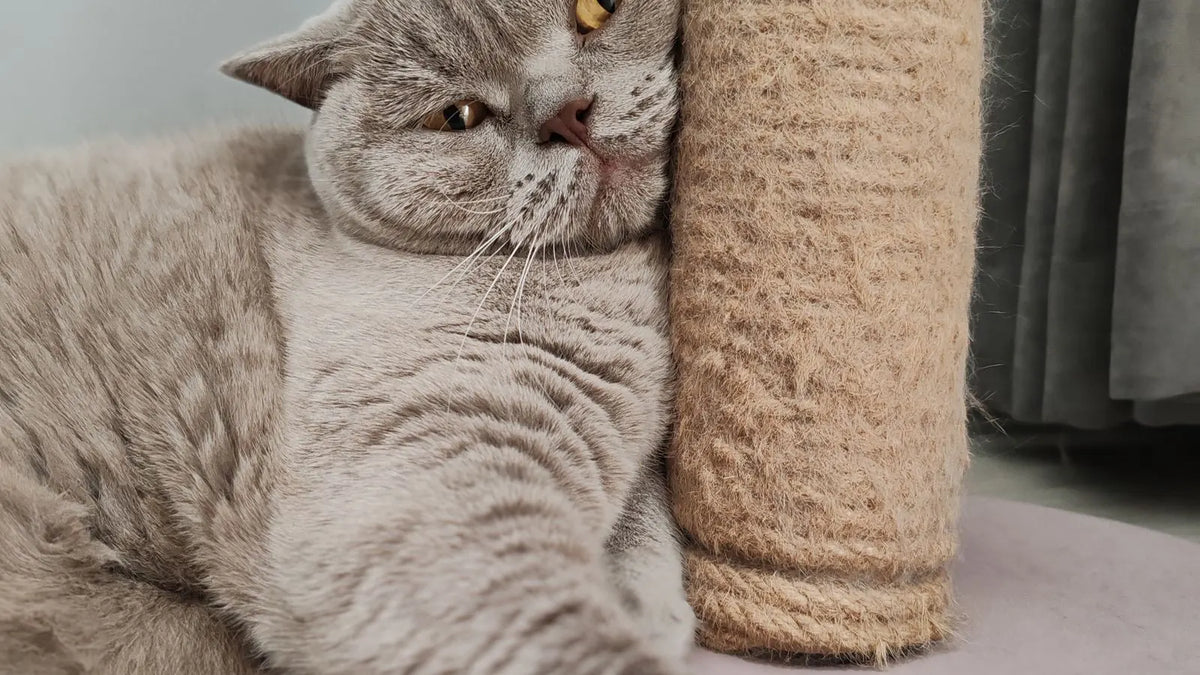 Chat gris frottant sa joue contre un poteau à griffer gainé de corde