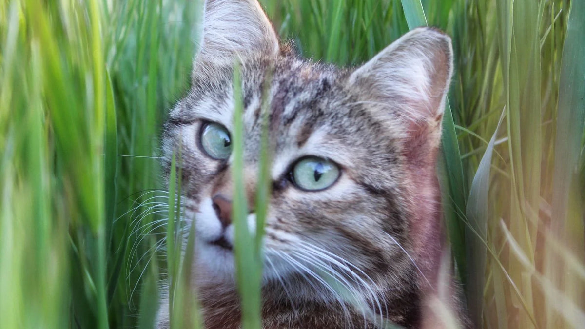 Chat tigré aux yeux verts dont le visage dépasse entre de hautes herbes