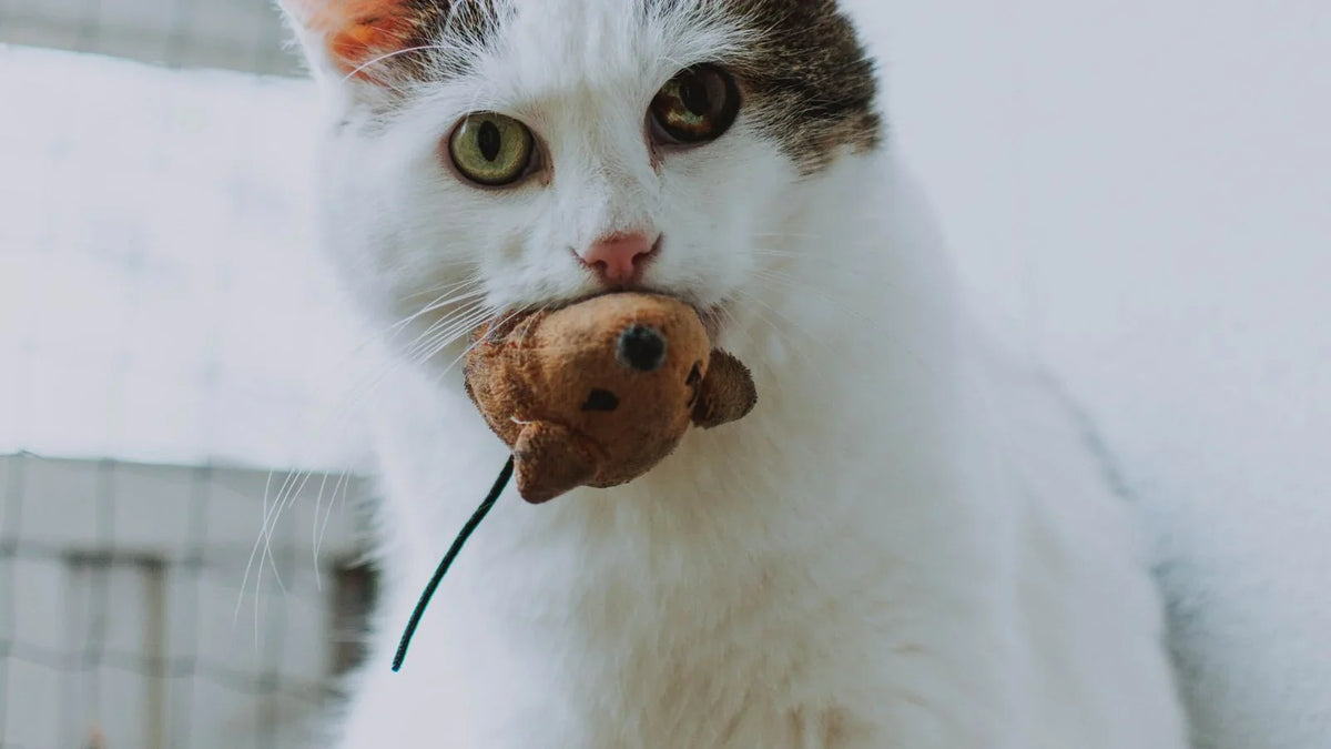 Chat blanc tenant une souris en peluche dans la gueule