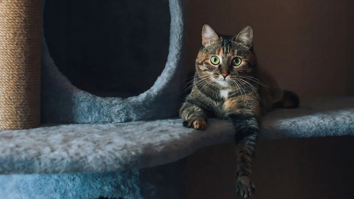 Chat écaille de tortue couché sur le plateau d'un arbre à chat, devant une niche ronde