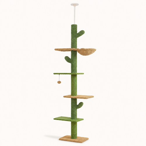 Arbre à chat cactus du sol au plafond, vue d'ensemble sur fond neutre