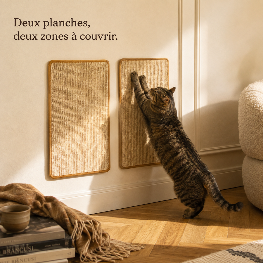 Chat dressé qui griffe une planche fixée au mur du salon