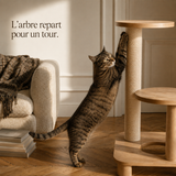 Chat qui griffe le poteau de rechange remonté sur son arbre