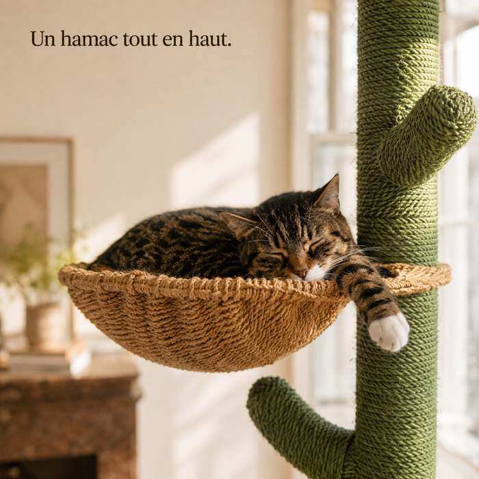 Chat endormi dans le hamac suspendu en haut de l'arbre cactus