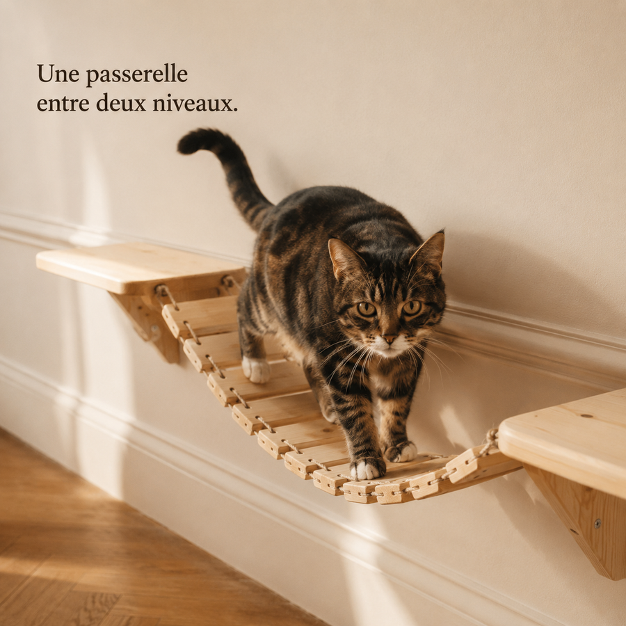 Chat qui traverse la passerelle en lattes de pin entre deux étagères