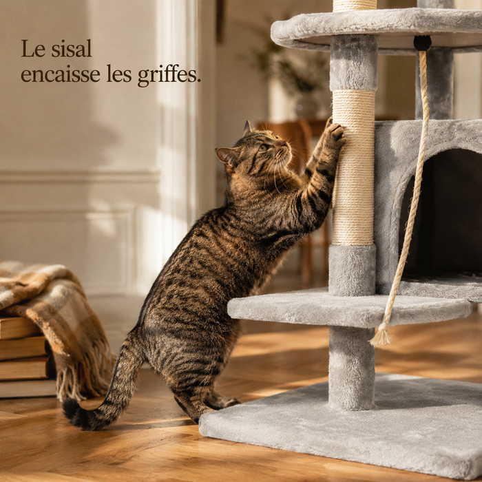 Chat qui griffe le poteau en sisal de l'arbre à chat gris