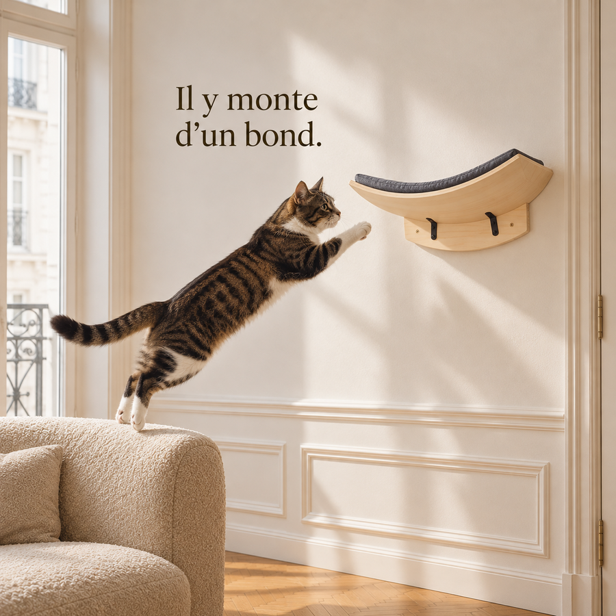 Chat en plein saut du dossier du canapé vers le perchoir mural